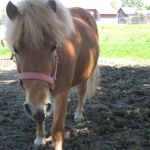 pony